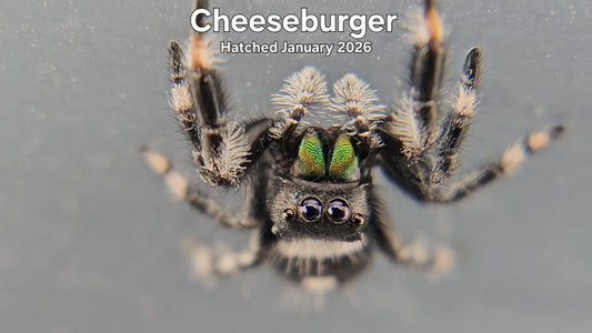 "Cheeseburger" Male Regal Jumping Spider (Phidippus regius) - Hatched January 2026
