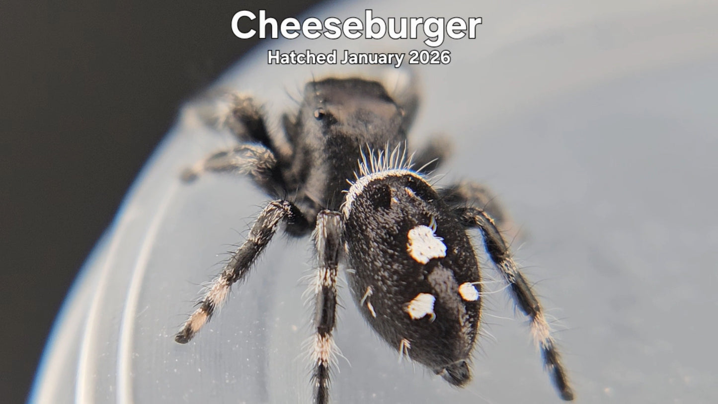 "Cheeseburger" Male Regal Jumping Spider (Phidippus regius) - Hatched January 2026
