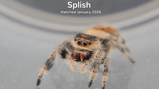 "Splish" Female Regal Jumping Spider (Phidippus regius) - Hatched January 2026