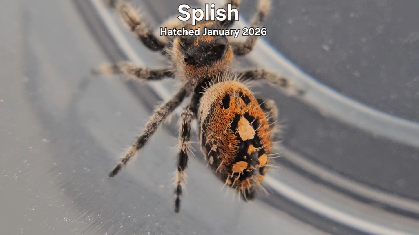 "Splish" Female Regal Jumping Spider (Phidippus regius) - Hatched January 2026