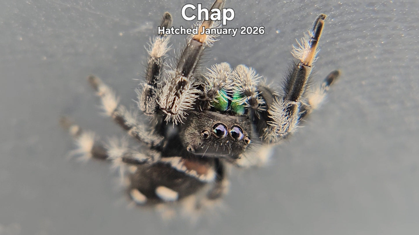 "Chap" Male Regal Jumping Spider (Phidippus regius) - Hatched January 2026