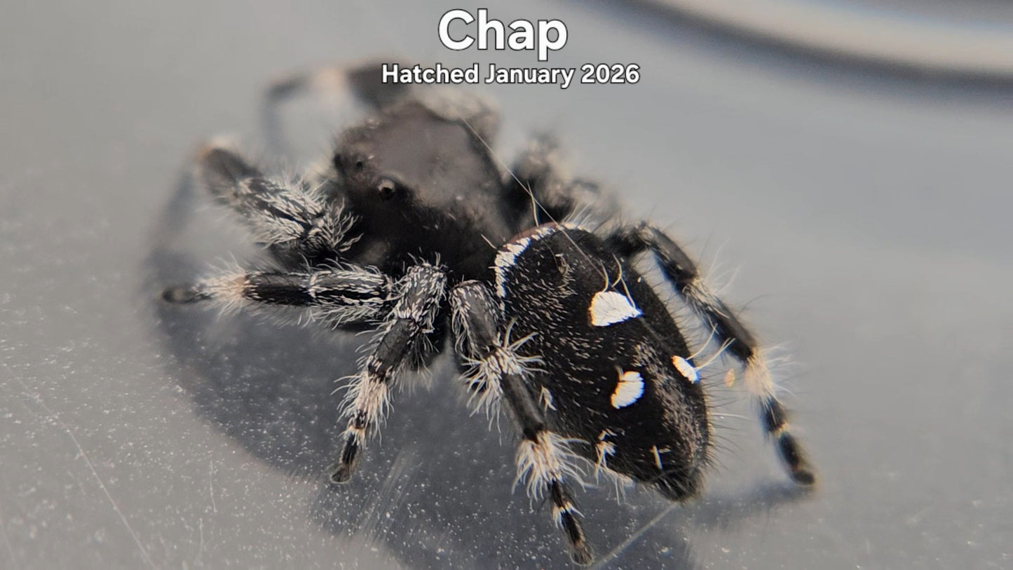 "Chap" Male Regal Jumping Spider (Phidippus regius) - Hatched January 2026