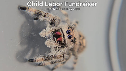 "Child Labor Fundraiser" Female Regal Jumping Spider (Phidippus regius) - Hatched February 2026