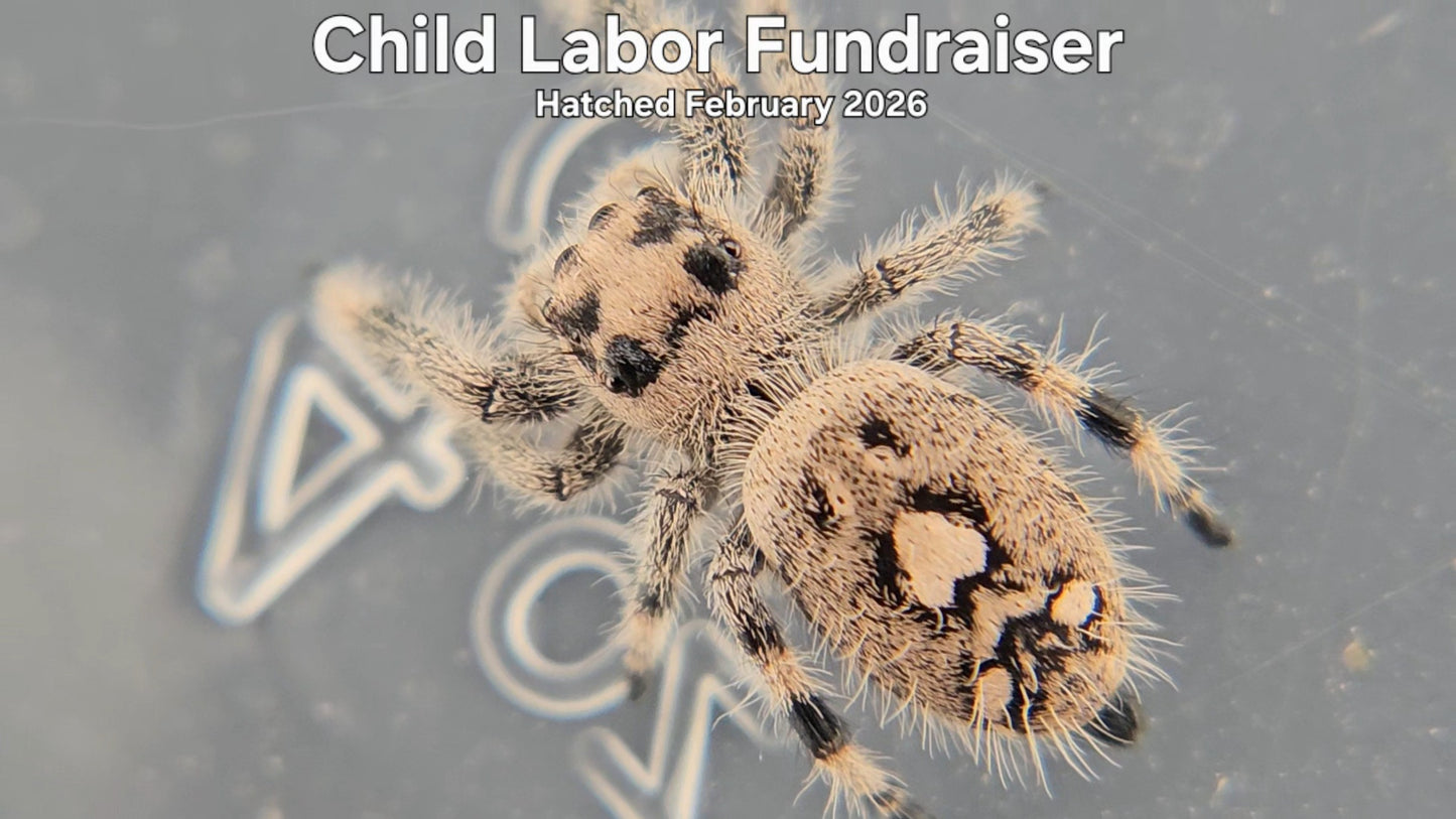 "Child Labor Fundraiser" Female Regal Jumping Spider (Phidippus regius) - Hatched February 2026