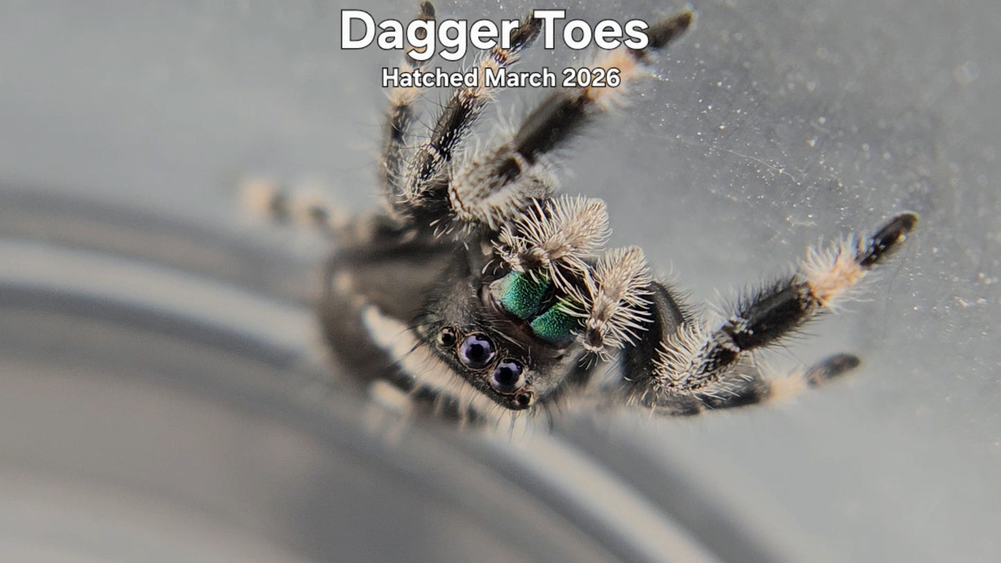 "Dagger Toes" Male Regal Jumping Spider (Phidippus regius) - Hatched March 2026