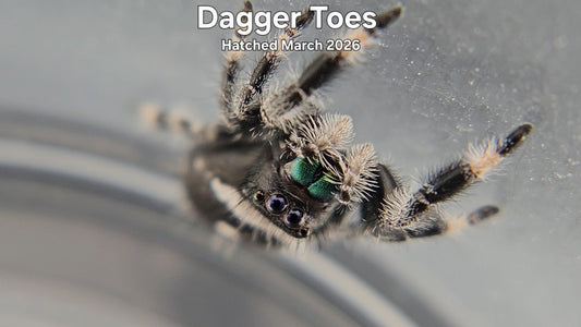 "Dagger Toes" Male Regal Jumping Spider (Phidippus regius) - Hatched March 2026