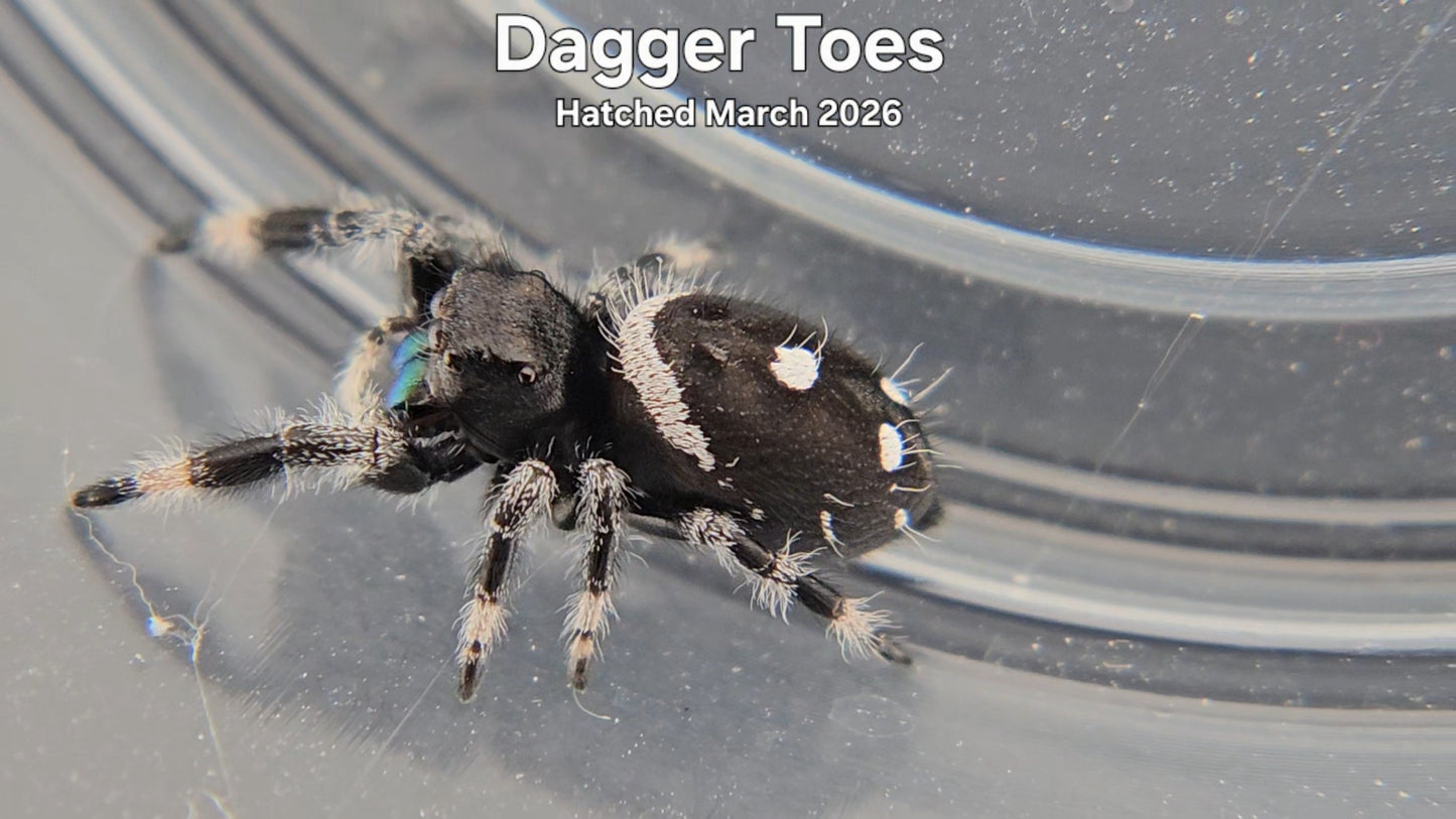 "Dagger Toes" Male Regal Jumping Spider (Phidippus regius) - Hatched March 2026