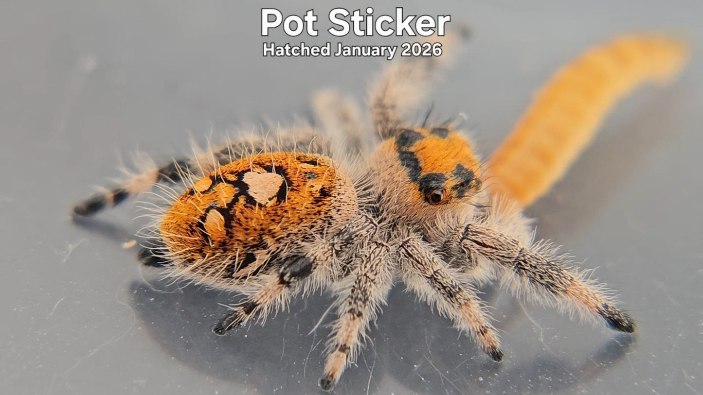 "Pot Sticker" Female Regal Jumping Spider (Phidippus regius) - Hatched January 2026