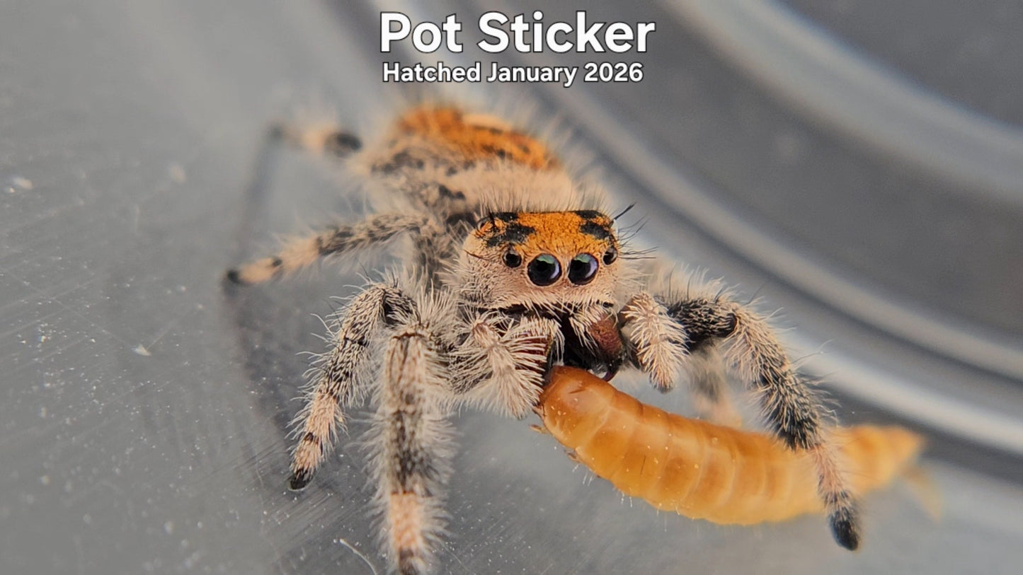 "Pot Sticker" Female Regal Jumping Spider (Phidippus regius) - Hatched January 2026