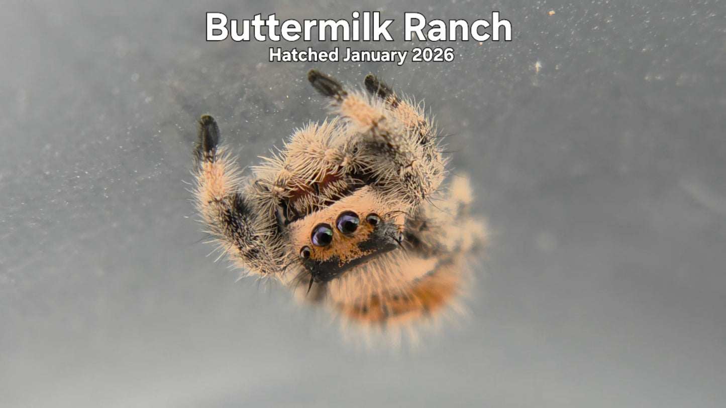 "Buttermilk Ranch" Female Regal Jumping Spider (Phidippus regius) - Hatched January 2026