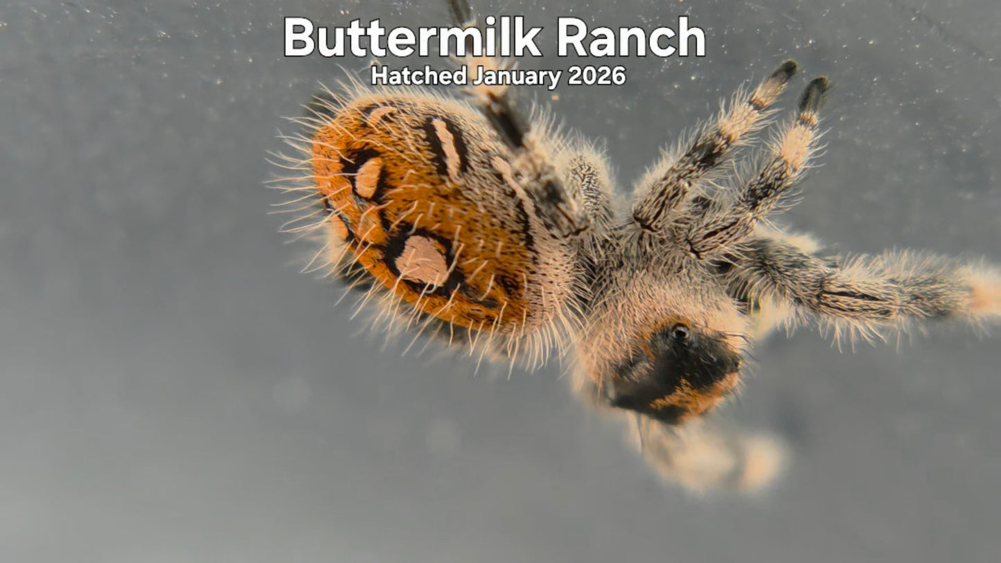 "Buttermilk Ranch" Female Regal Jumping Spider (Phidippus regius) - Hatched January 2026