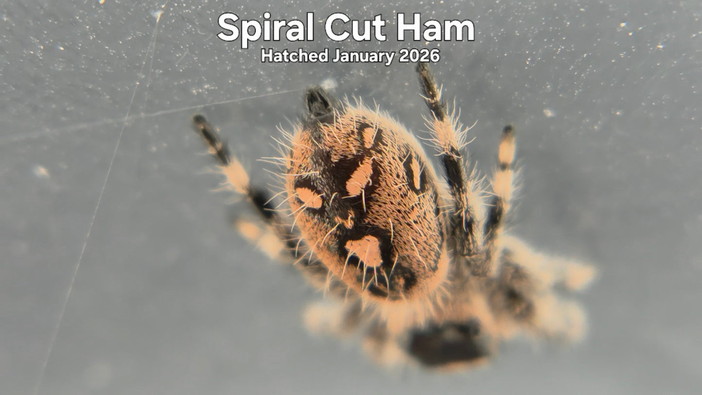 "Spiral Cut Ham" Female Regal Jumping Spider (Phidippus regius) - Hatched January 2026