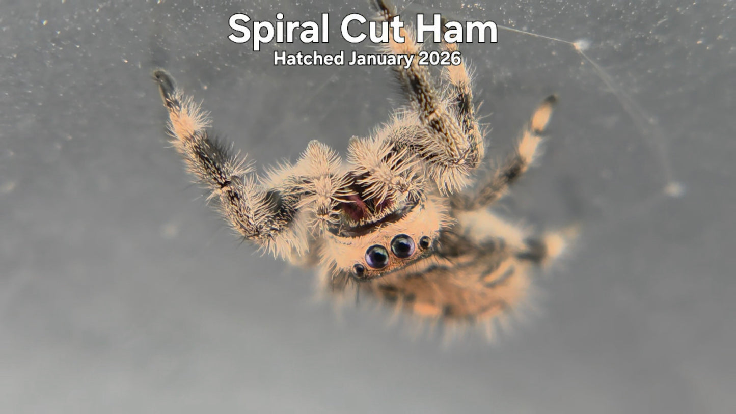 "Spiral Cut Ham" Female Regal Jumping Spider (Phidippus regius) - Hatched January 2026