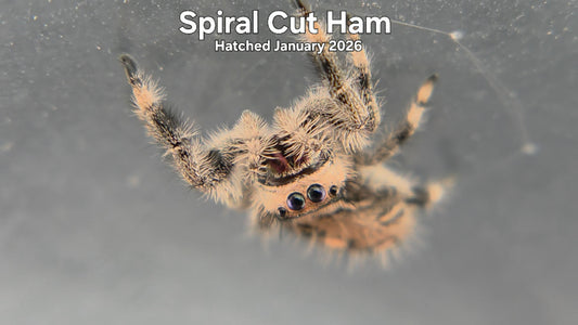 "Spiral Cut Ham" Female Regal Jumping Spider (Phidippus regius) - Hatched January 2026