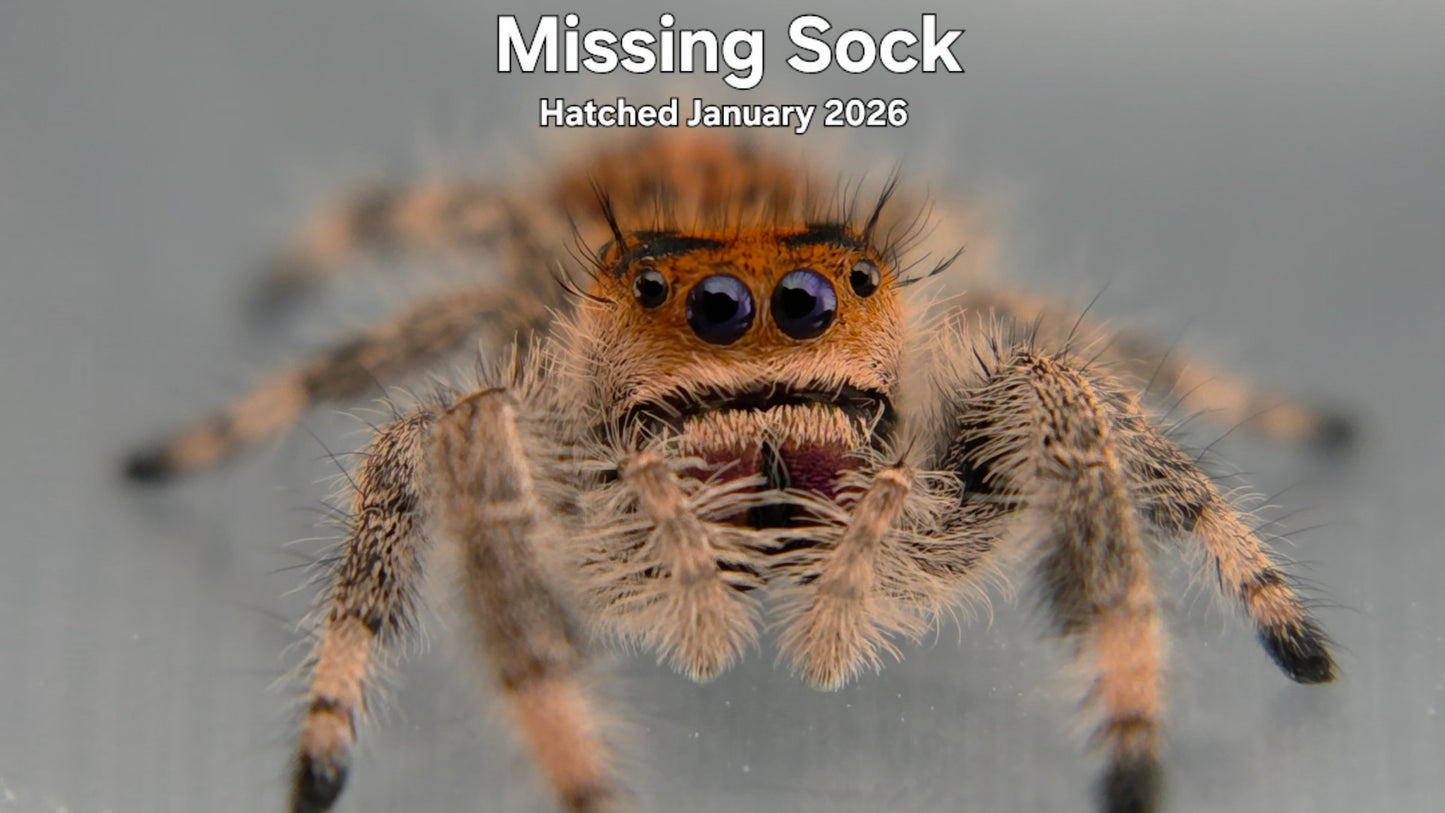 "Missing Sock" Female Regal Jumping Spider (Phidippus regius) - Hatched January 2026