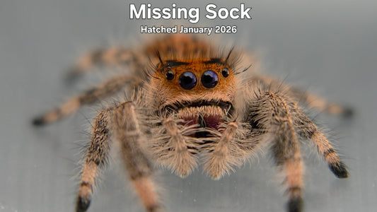 "Missing Sock" Female Regal Jumping Spider (Phidippus regius) - Hatched January 2026