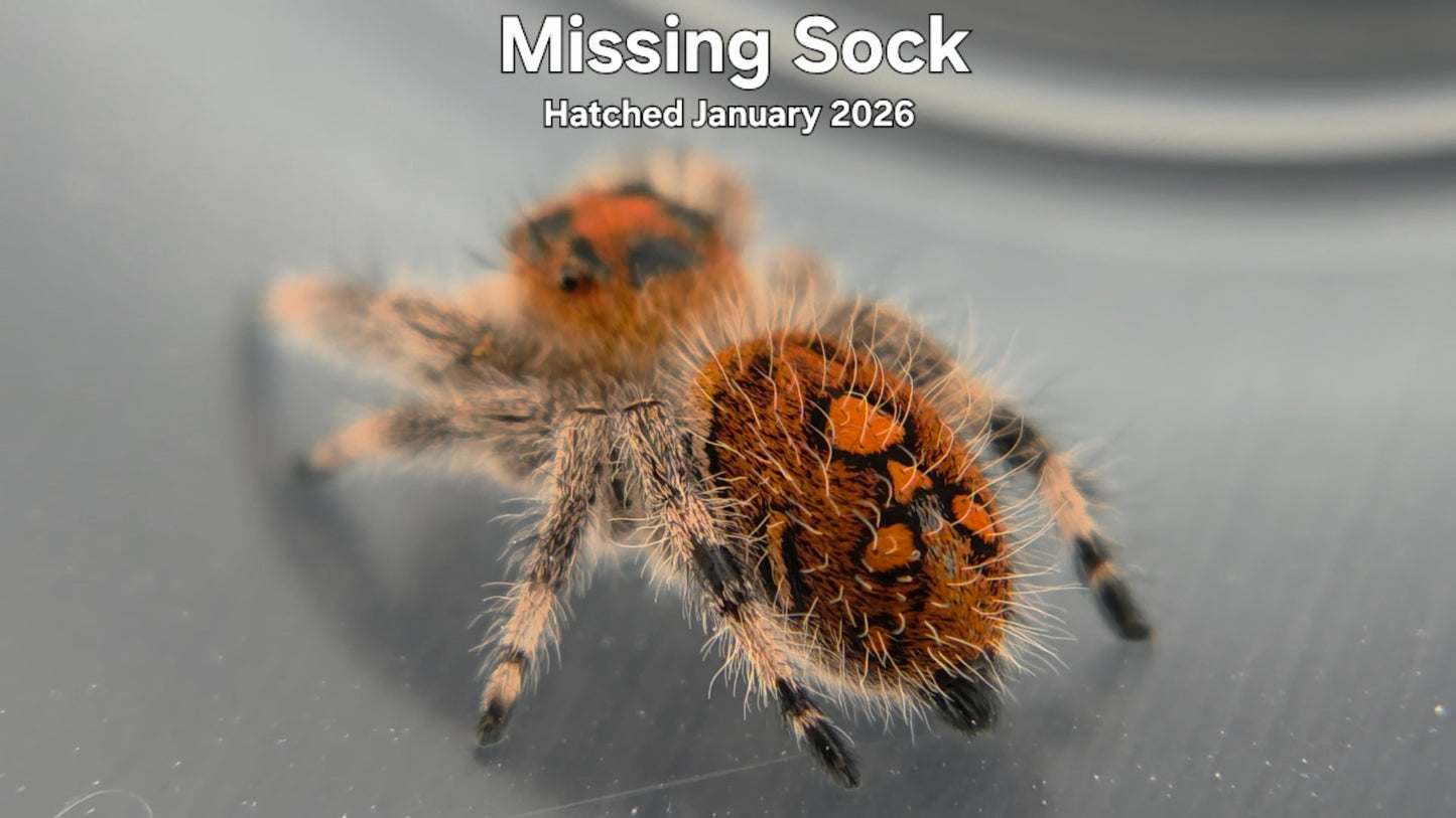 "Missing Sock" Female Regal Jumping Spider (Phidippus regius) - Hatched January 2026