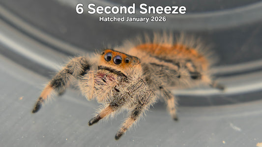 "6 Second Sneeze" Female Regal Jumping Spider (Phidippus regius) - Hatched January 2026