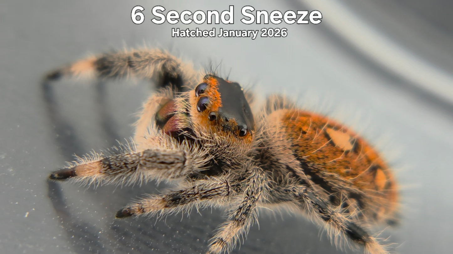 "6 Second Sneeze" Female Regal Jumping Spider (Phidippus regius) - Hatched January 2026