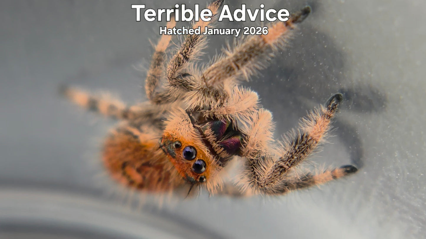 "Terrible Advice" Female Regal Jumping Spider (Phidippus regius) - Hatched January 2026