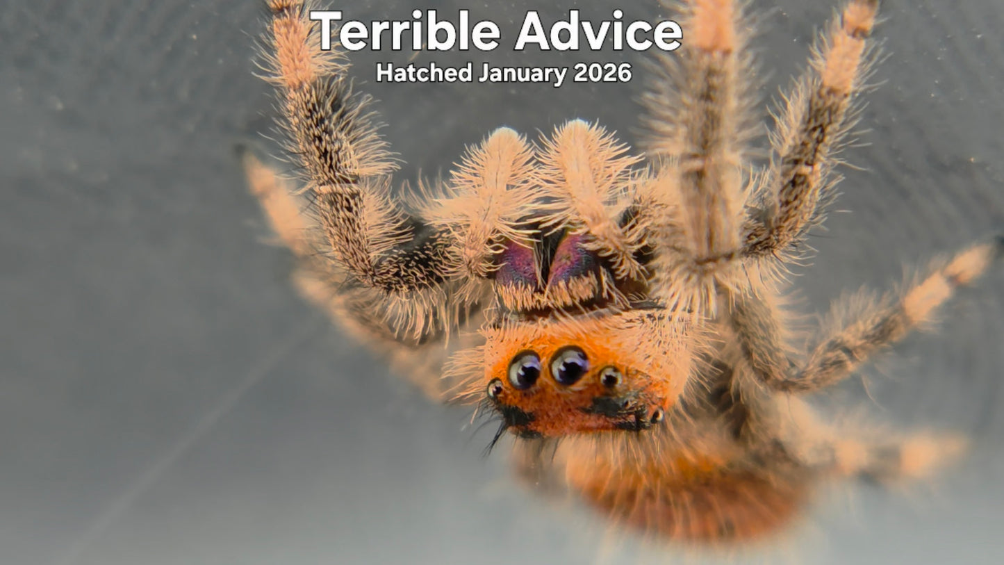 "Terrible Advice" Female Regal Jumping Spider (Phidippus regius) - Hatched January 2026