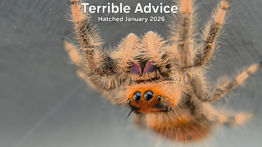 "Terrible Advice" Female Regal Jumping Spider (Phidippus regius) - Hatched January 2026