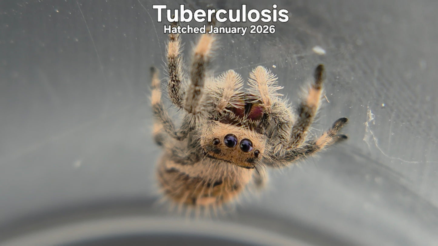 "Tuberculosis" Female Regal Jumping Spider (Phidippus regius) - Hatched January 2026