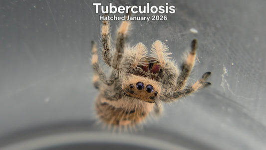 "Tuberculosis" Female Regal Jumping Spider (Phidippus regius) - Hatched January 2026