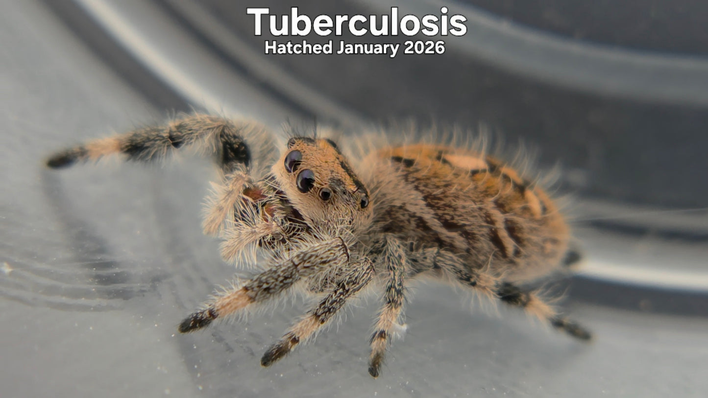 "Tuberculosis" Female Regal Jumping Spider (Phidippus regius) - Hatched January 2026
