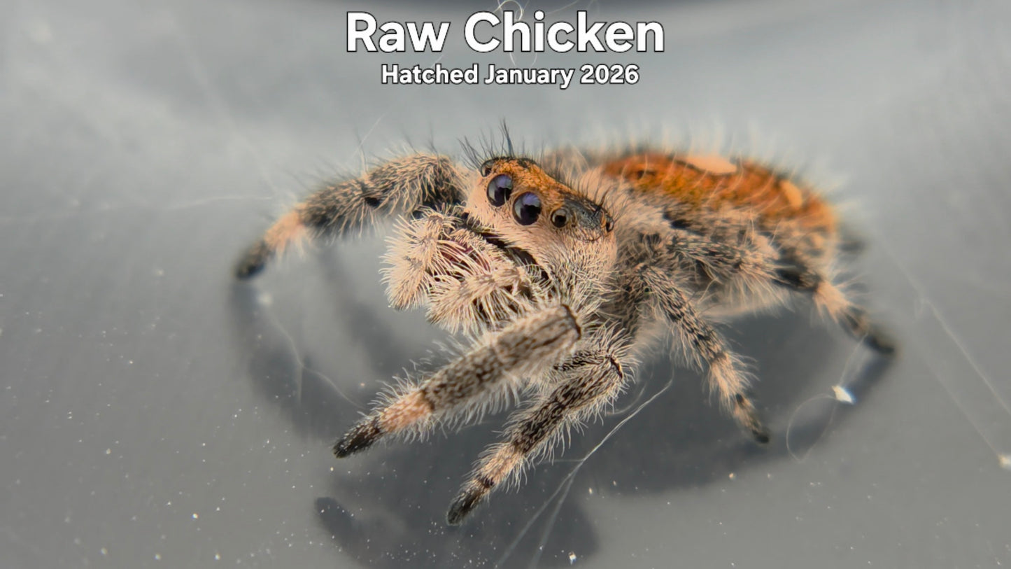 "Raw Chicken" Female Regal Jumping Spider (Phidippus regius) - Hatched January 2026