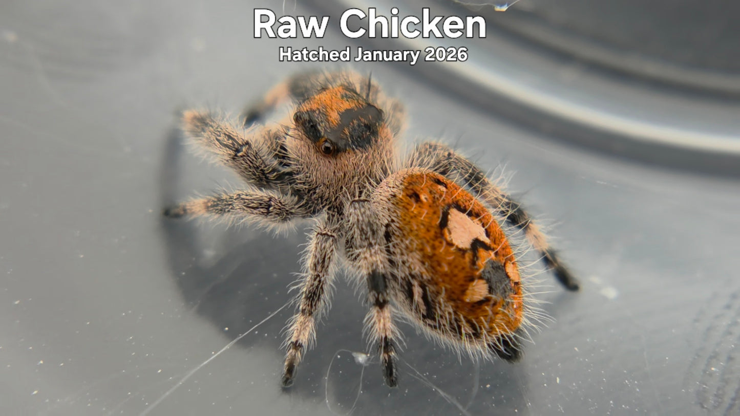 "Raw Chicken" Female Regal Jumping Spider (Phidippus regius) - Hatched January 2026