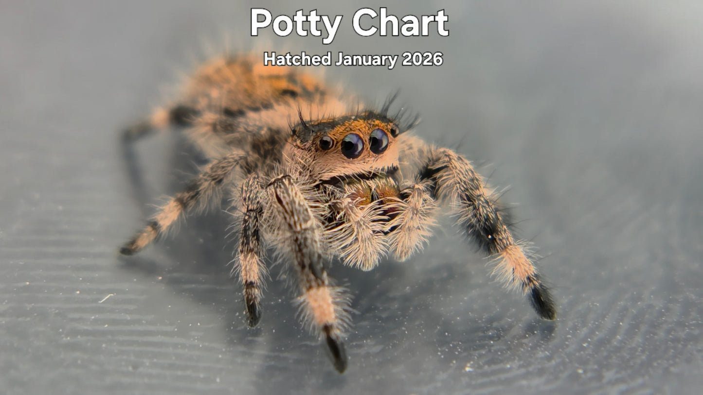 "Potty Chart" Female Regal Jumping Spider (Phidippus regius) - Hatched January 2026