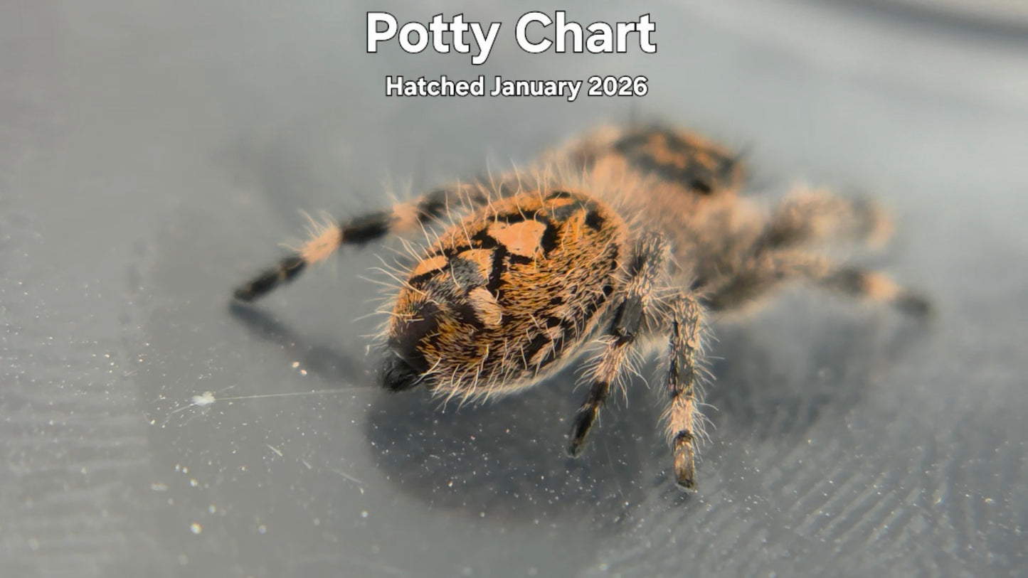 "Potty Chart" Female Regal Jumping Spider (Phidippus regius) - Hatched January 2026