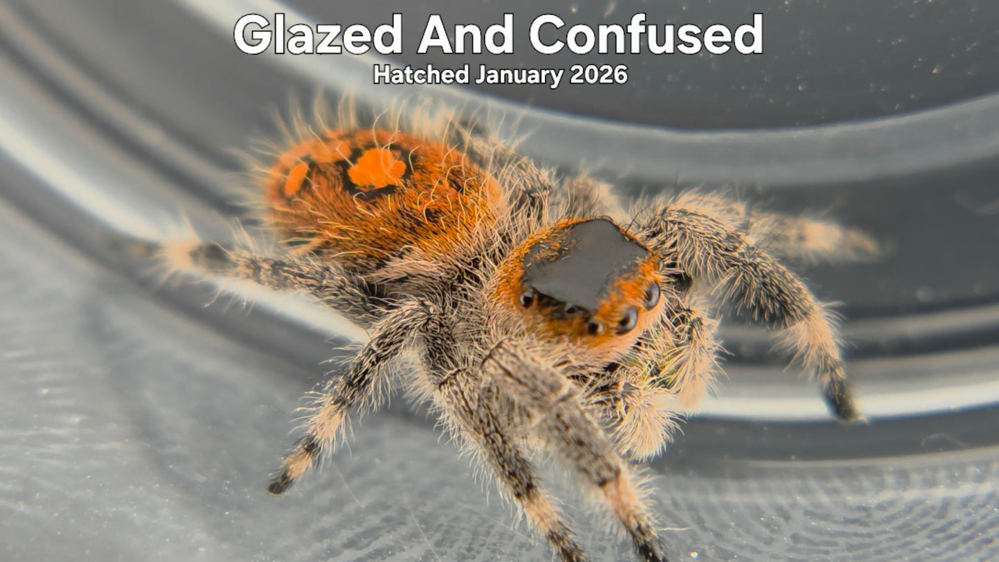 "Glazed And Confused" Female Regal Jumping Spider (Phidippus regius) - Hatched January 2026