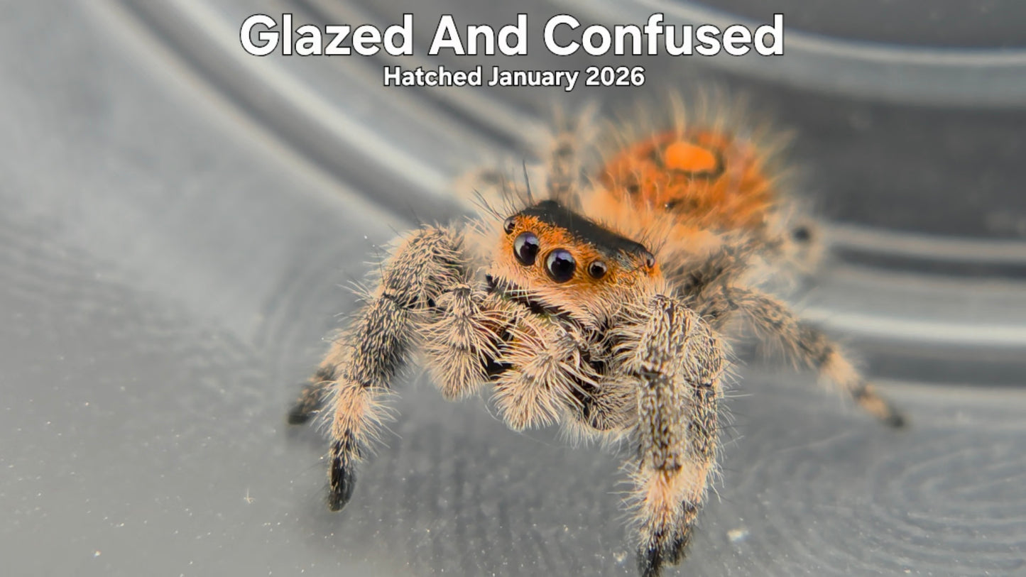 "Glazed And Confused" Female Regal Jumping Spider (Phidippus regius) - Hatched January 2026