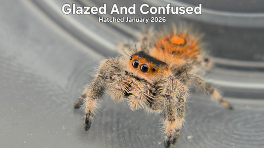 "Glazed And Confused" Female Regal Jumping Spider (Phidippus regius) - Hatched January 2026