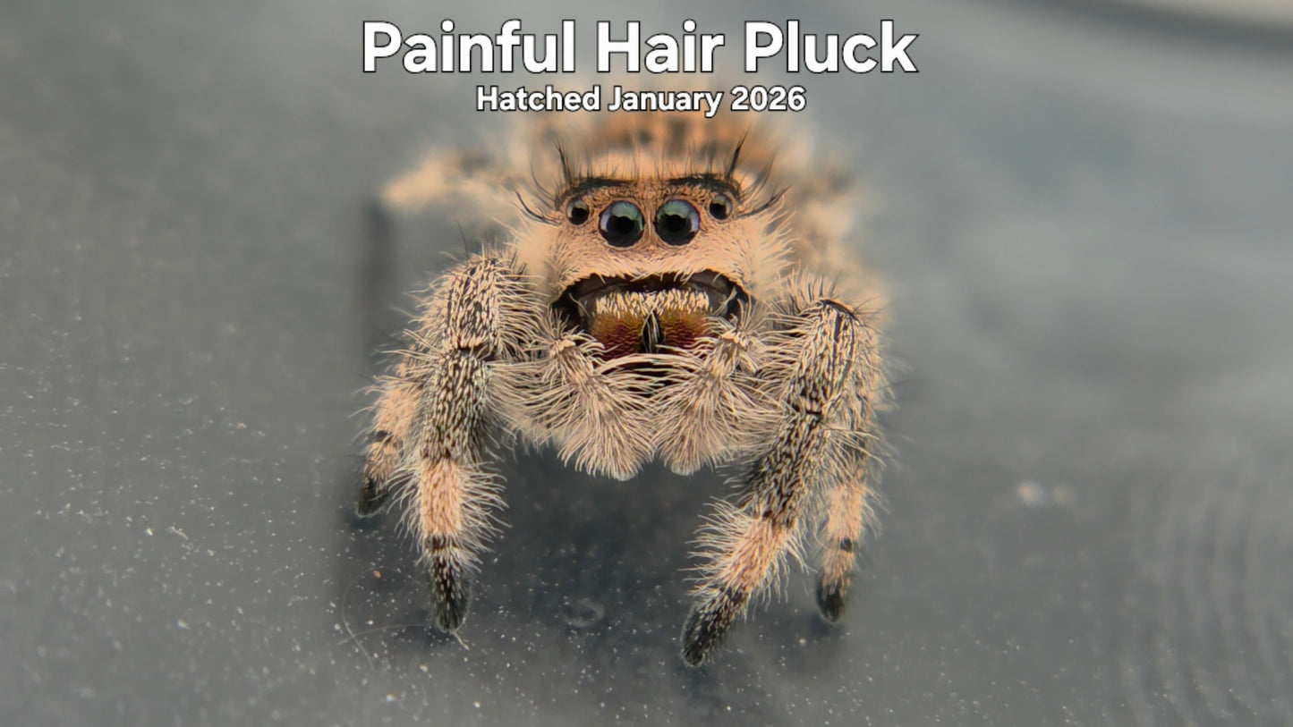 "Painful Hair Pluck" Female Regal Jumping Spider (Phidippus regius) - Hatched January 2026