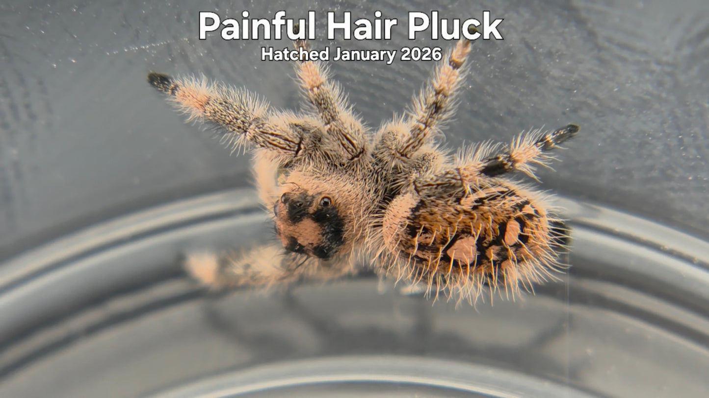 "Painful Hair Pluck" Female Regal Jumping Spider (Phidippus regius) - Hatched January 2026