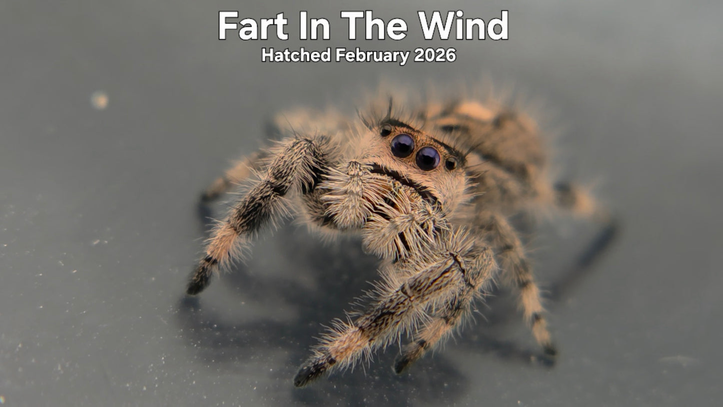 "Fart In The Wind" Female Regal Jumping Spider (Phidippus regius) - Hatched February 2026
