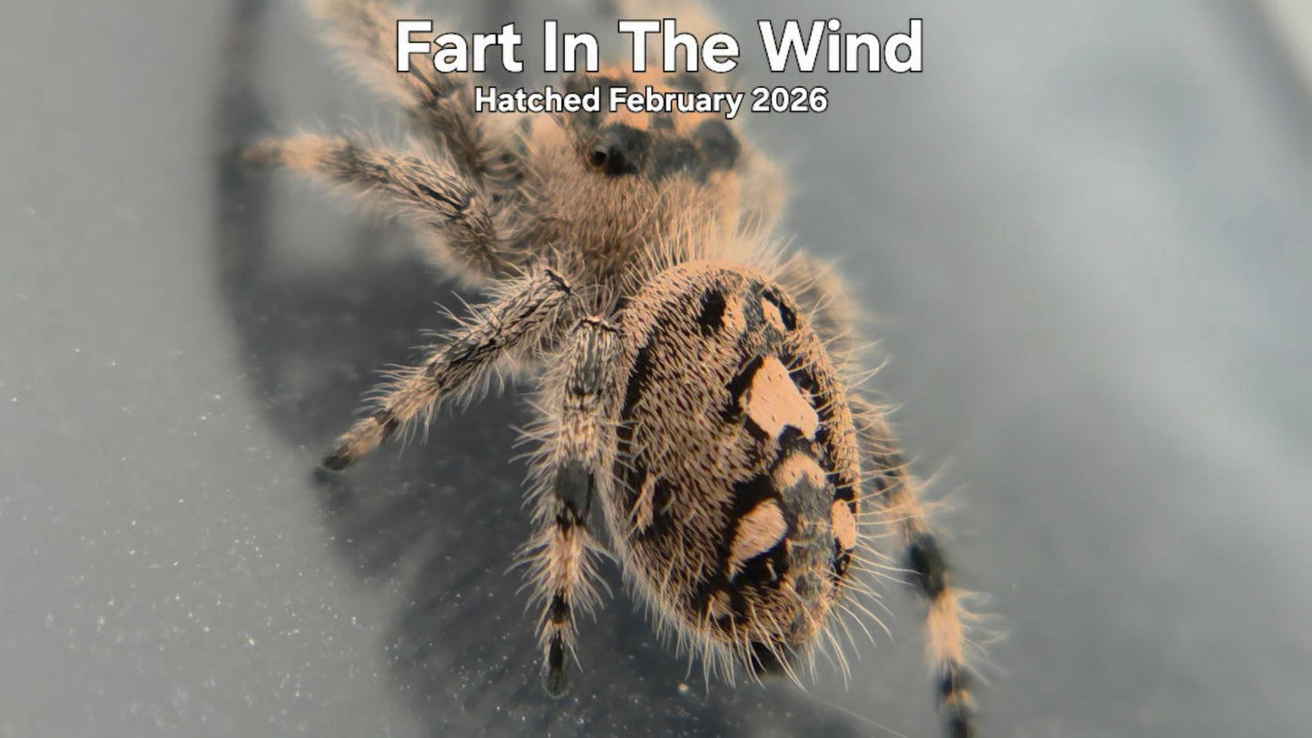 "Fart In The Wind" Female Regal Jumping Spider (Phidippus regius) - Hatched February 2026