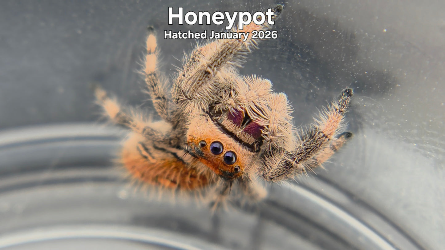 "Honeypot" Female Regal Jumping Spider (Phidippus regius) - Hatched January 2026