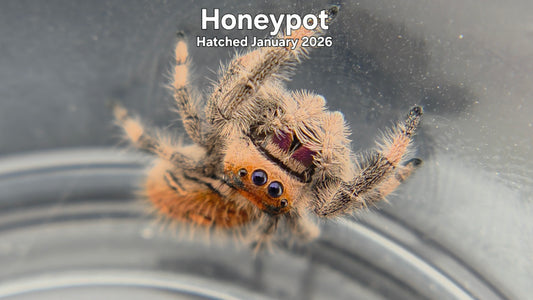 "Honeypot" Female Regal Jumping Spider (Phidippus regius) - Hatched January 2026