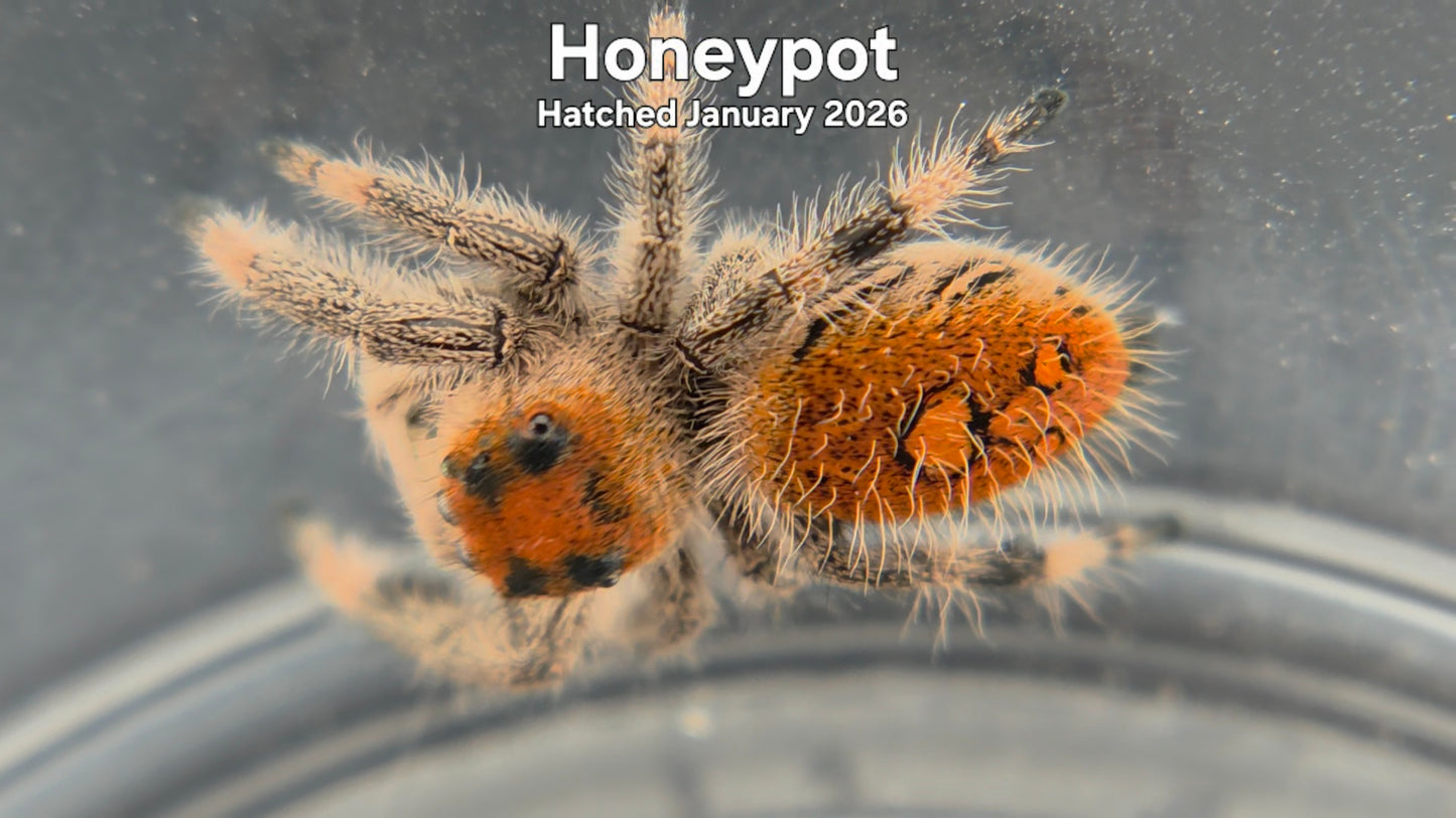 "Honeypot" Female Regal Jumping Spider (Phidippus regius) - Hatched January 2026