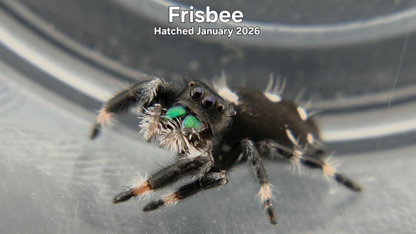 "Frisbee" Male Regal Jumping Spider (Phidippus regius) - Hatched January 2026