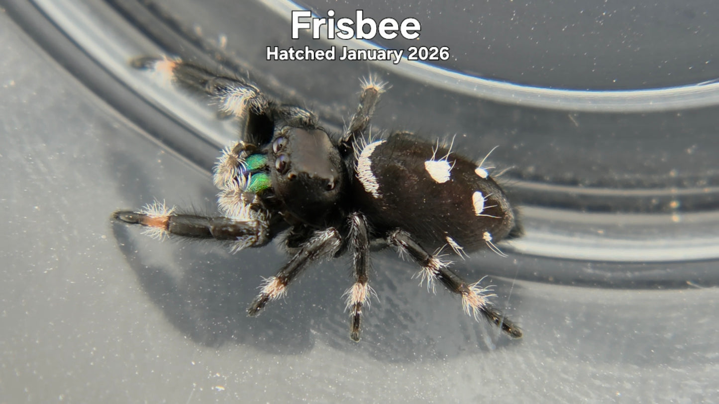 "Frisbee" Male Regal Jumping Spider (Phidippus regius) - Hatched January 2026