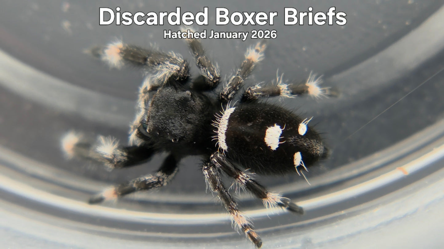 "Discarded Boxer Briefs" Male Regal Jumping Spider (Phidippus regius) - Hatched January 2026