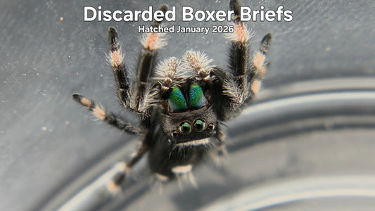 "Discarded Boxer Briefs" Male Regal Jumping Spider (Phidippus regius) - Hatched January 2026