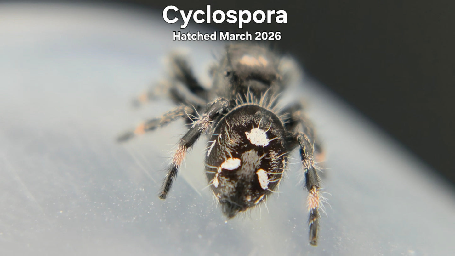 "Cyclospora" Male Regal Jumping Spider (Phidippus regius) - Hatched March 2026