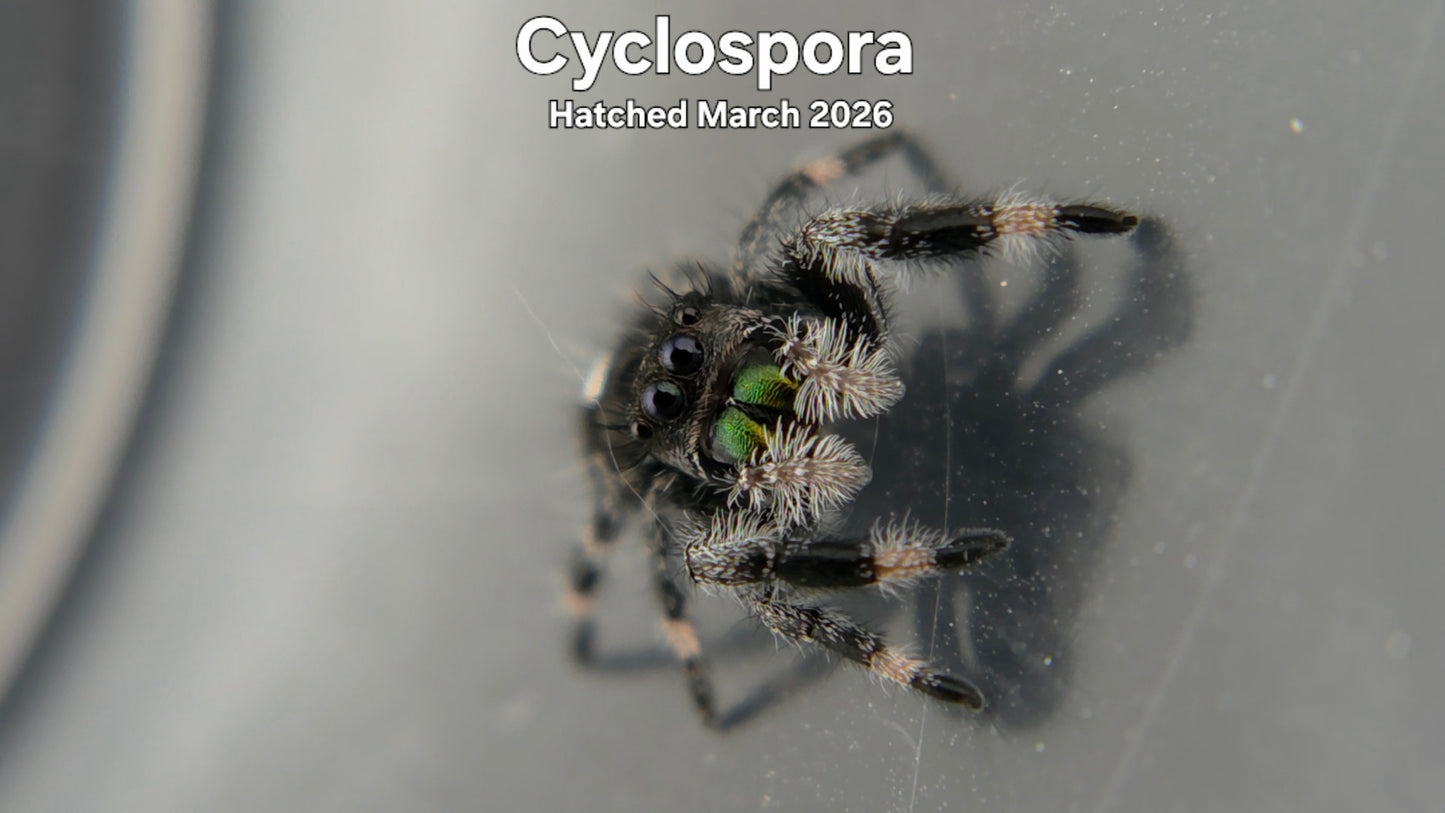 "Cyclospora" Male Regal Jumping Spider (Phidippus regius) - Hatched March 2026
