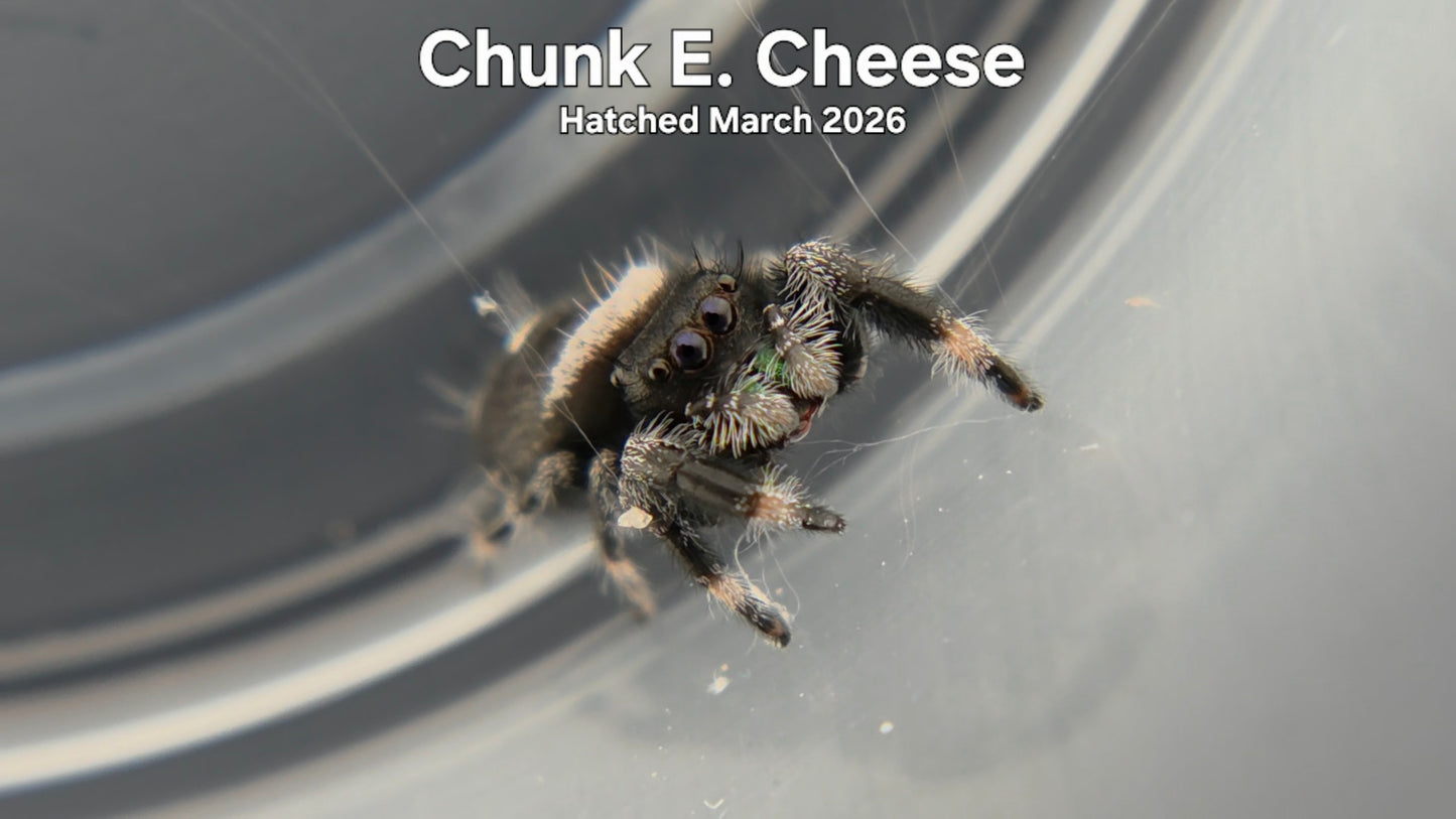 "Chunk E. Cheese" Male Regal Jumping Spider (Phidippus regius) - Hatched March 2026